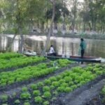 La agricultura azteca: chinampas y cultivos