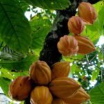Qué comían los mayas: maíz, cacao y la gastronomía mesoamericana