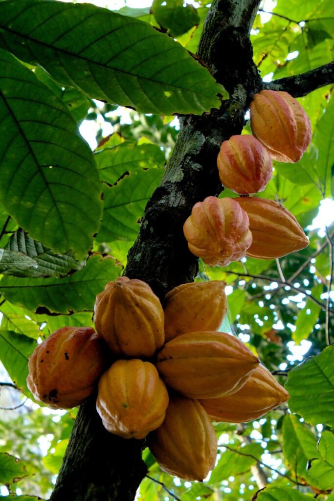 Qué comían los mayas: maíz, cacao y la gastronomía mesoamericana