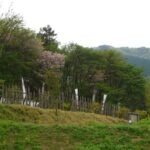 Sengoku Jidai: Nobunaga, Hideyoshi e Ieyasu unifican Japón