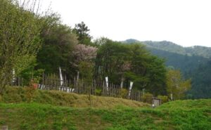Sengoku Jidai: Nobunaga, Hideyoshi e Ieyasu unifican Japón